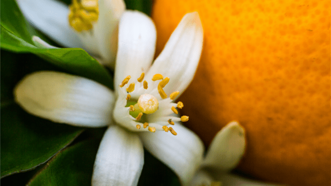 Neroli Orange Blossom Citrus Aurantium Laurenlane
